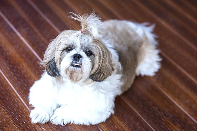dlaczego shih tzu jest agresywny