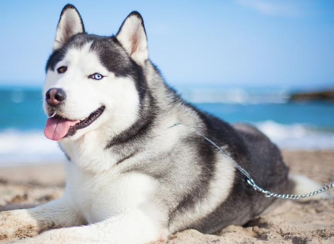 Hodowla psów husky: dorosły siberian husky o niebieskich oczach