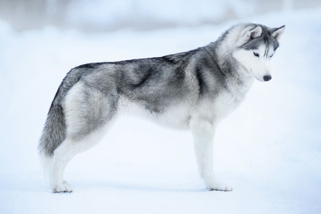 Siberian husky w postawie wystawowej zgodnej ze wzorcem rasy
