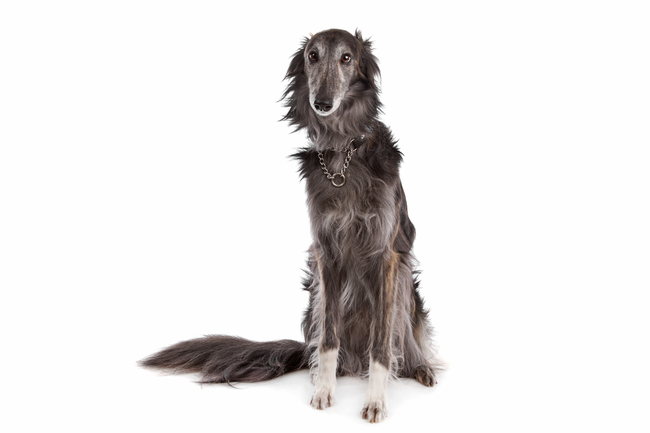 pies silken windhound rasa silken windhound