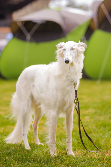 chart silken windhound chart silken windhound