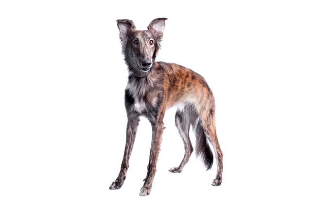 rasa silken windhound rasa silken windhound