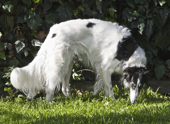 suka silken windhound suczka rasy silken windhound