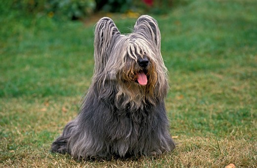Pies Skye terrier