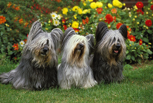 Psy rasy Skye terrier