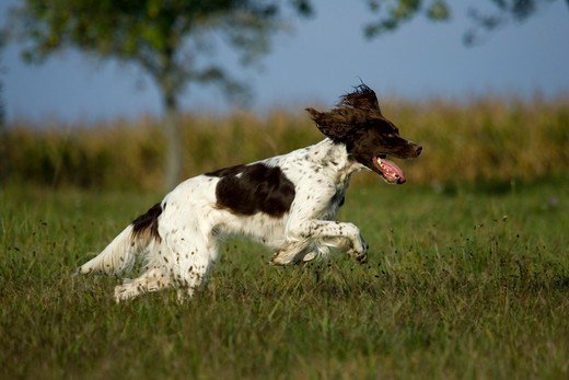 Biegnący pies rasy Spaniel francuski