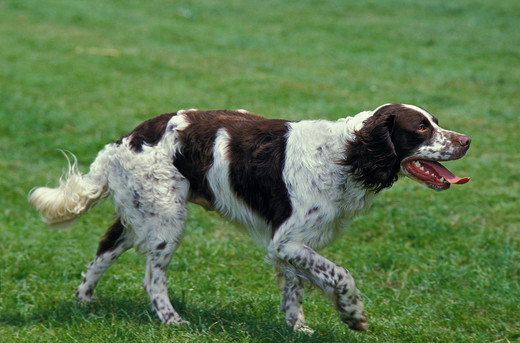 Zdjęcie psa rasy Spaniel francuski