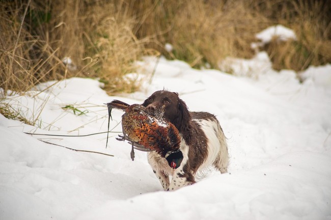 Spaniel z upolowanym bażantem