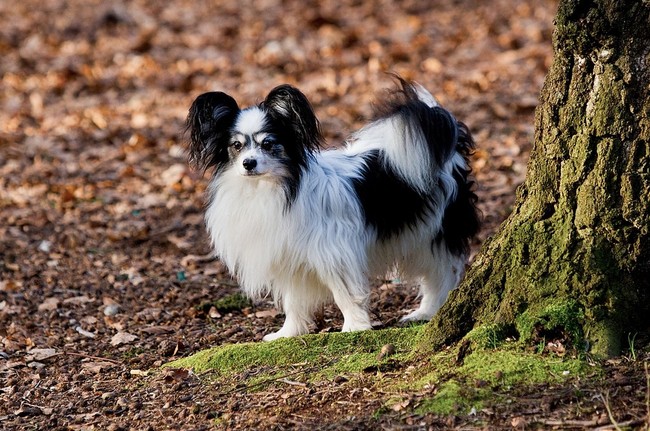 Spaniel kontynentalny miniaturowy papillon siedzący na trawie