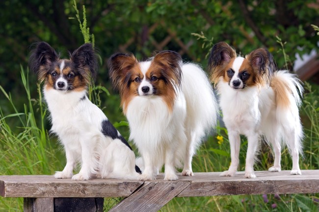 Spaniel kontynentalny Papillon Rasy psów małych Spaniel kontynentalny Papillon