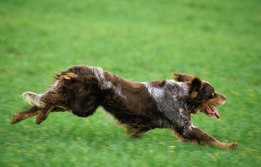 Spaniel pikardyjski o szaro-nakrapianej szacie z brązowymi łatami