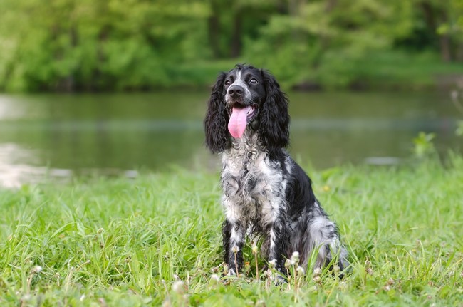 Rasa Spaniel rosyjski Rasa Spaniel rosyjski