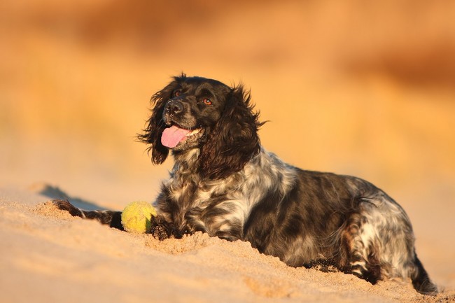 Spaniel rosyjski (Russian spaniel) z piłeczką Spaniel rosyjski (Russian spaniel) z piłeczką