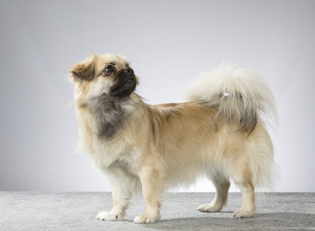Rasa psów Spaniel tybetański