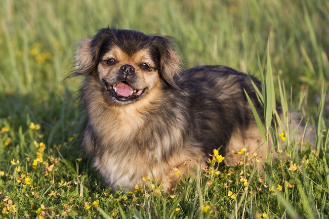 długowłose spaniele Tibbie długowłose spaniele Tibbie