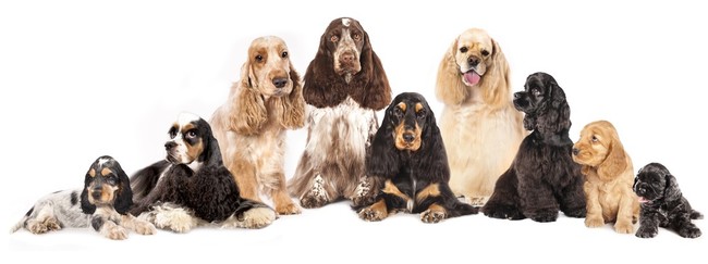 Grupa spanieli amerykański i angielski cocker spaniel