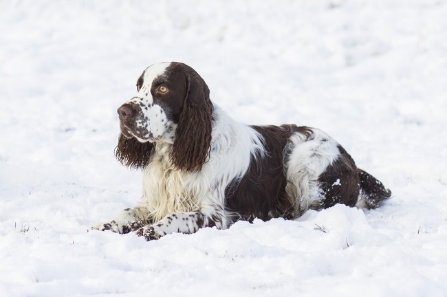 springer spaniel angielski