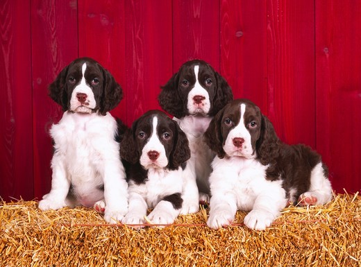 Springer spaniel angielski o umaszczeniu wątrobowo-białym