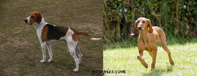 średnie psy gończe - beagle harrier i gończy włoski Rasy i anatomia psów myśliwskich średnie psy gończe