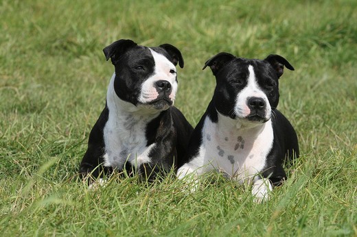 Psy Staffordshire Bull Terriery
