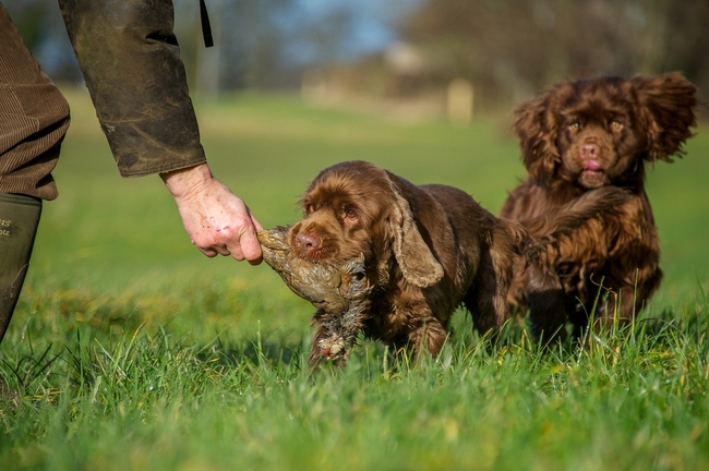 psy rasy sussex spaniel na polowaniu