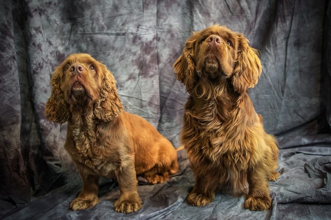 psy sussex spaniel