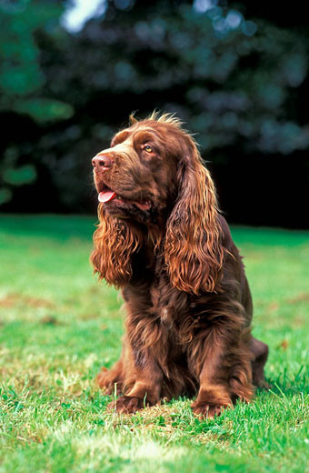 pies susexx spaniel