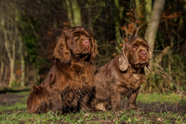 psy długowłose sussex spaniele