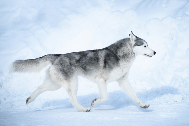 zdjęcia północnych psów zaprzęgowych syberian husky