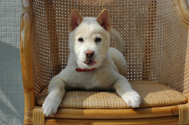 Szczeniak Kishu
