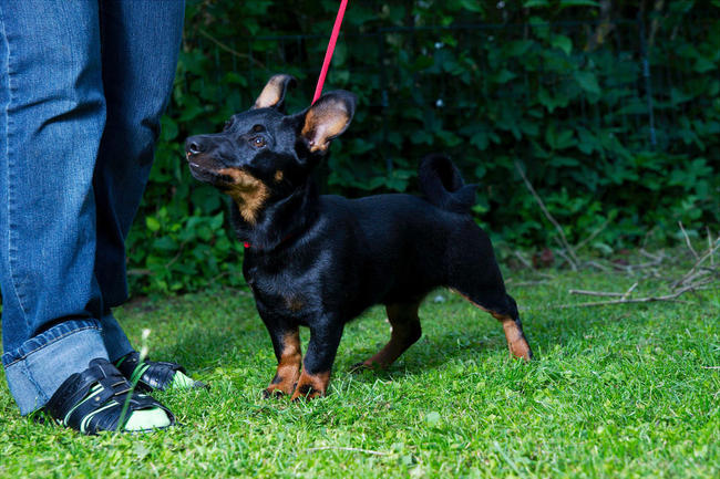 Szczeniak Lancashire heeler