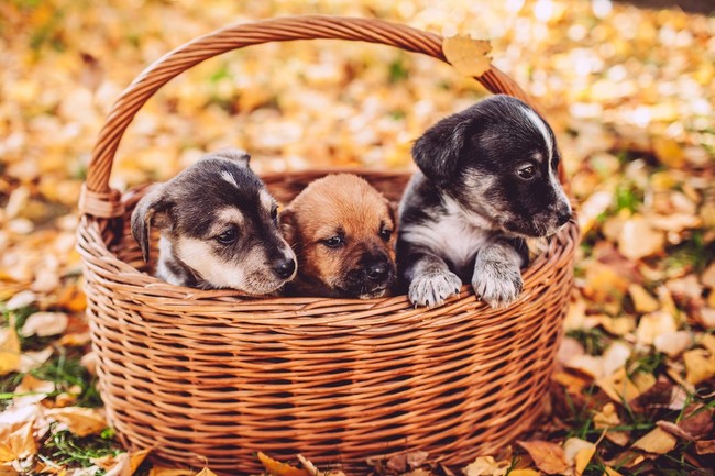 Szczeniaki kundelki do adopcji