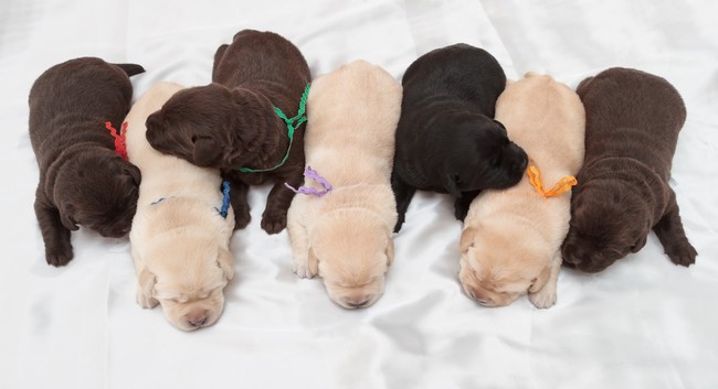 Szczeniaki Labrador retrievera Wczesna stymulacja neurologiczna szczeniąt