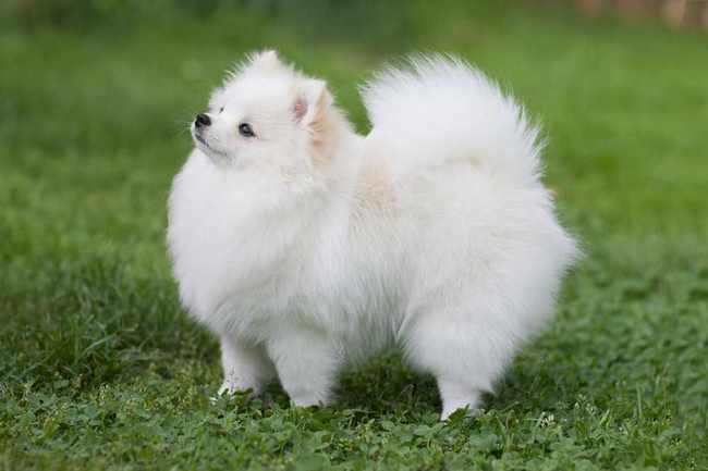 Biały szpic miniaturowy pomeranian