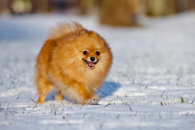 Szpic miniaturowy pomeranian z bujną kryzą wokół szyi