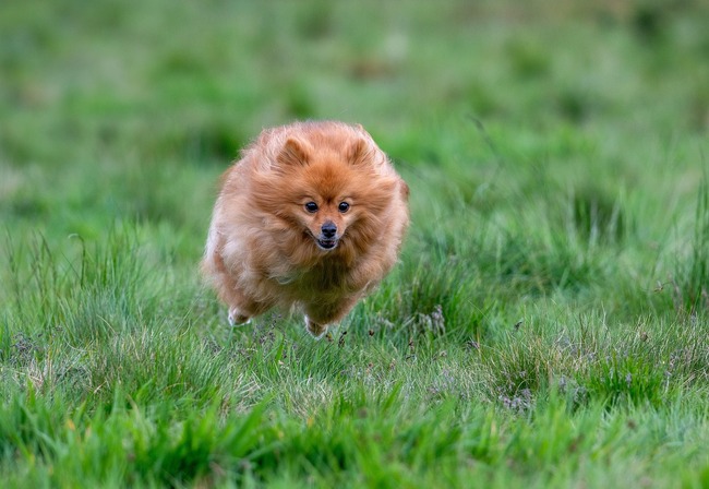 szpic miniaturowy pomeranian na spacerze