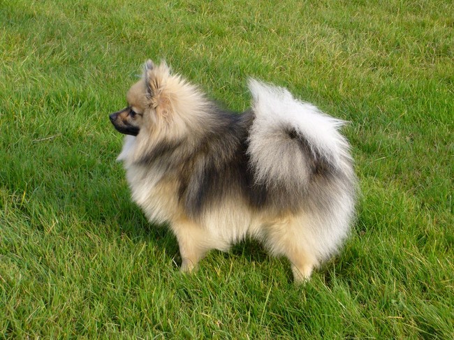 Szpic niemiecki mały (German Spitz Klein)