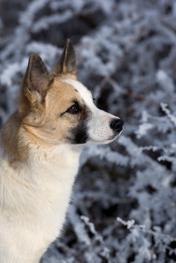 Kufa psa rasy Szpic nordycki (Norbottenspets)