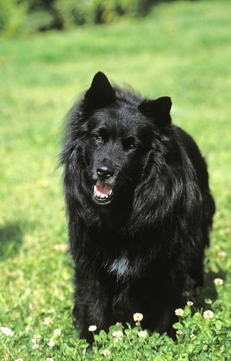 Szwedzki lapphund Szwedzki lapphund