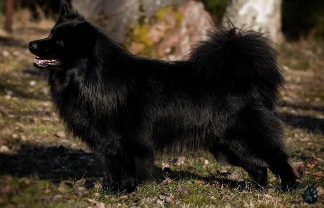 Szwedzki lapphund Pies Szwedzki lapphund