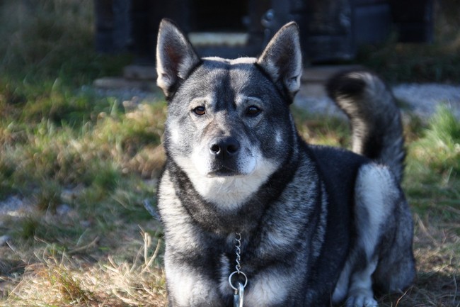 Pies rasy Szwedzki elkhund