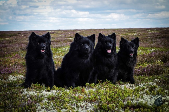 Psy Szwedzkie lapphundy Szwedzka rasa Szwedzki lapphund