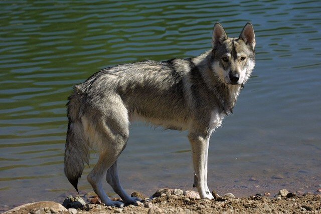 tamaskan tamaskan pies