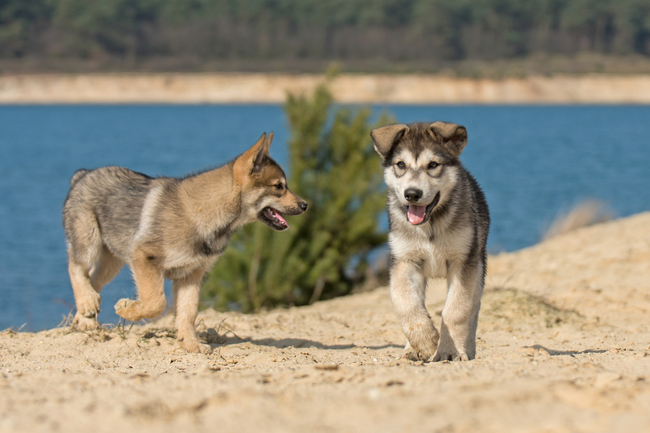 tamaskany szczeniaki tamaskan dog szczeniaki