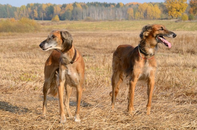 charty tazi do polowań na wilki