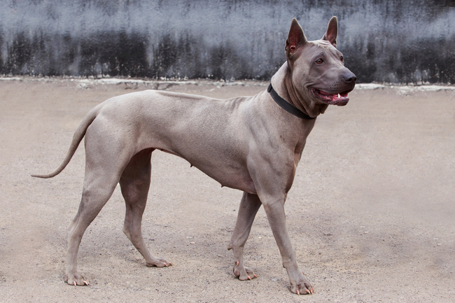najrzadsze rasy psów na świecie thai ridgeback