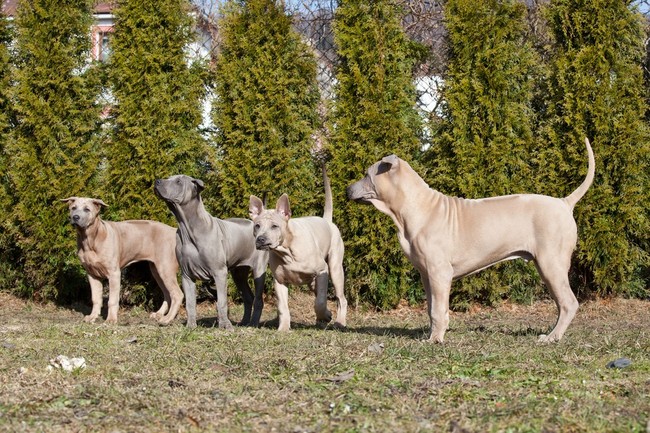 grupa psów thai ridgeback 