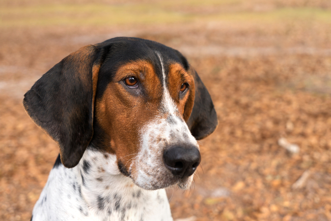 rasa psów Treeing Walker Coonhound