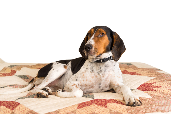 rasa Treeing Walker Coonhound