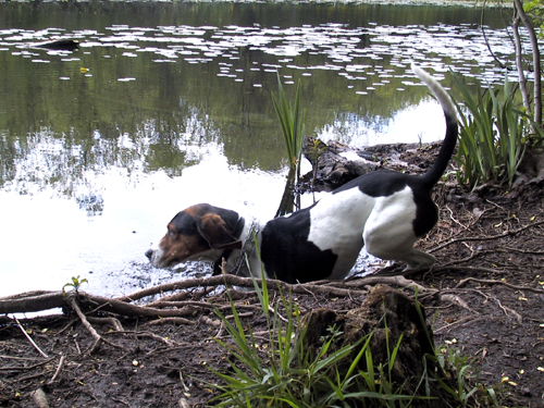 pies na szopy Treeing Walker Coonhound 